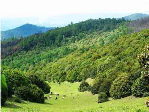 故乡的小树林歌曲,后山小树林有尸体