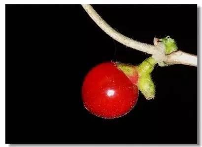 一粒红豆古诗,一粒红豆寄相思下一句