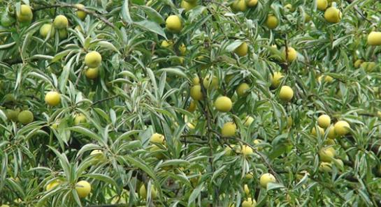 五沃之土,其木宜梅李李子种类繁多,记得小时候天天蹲树上吃!