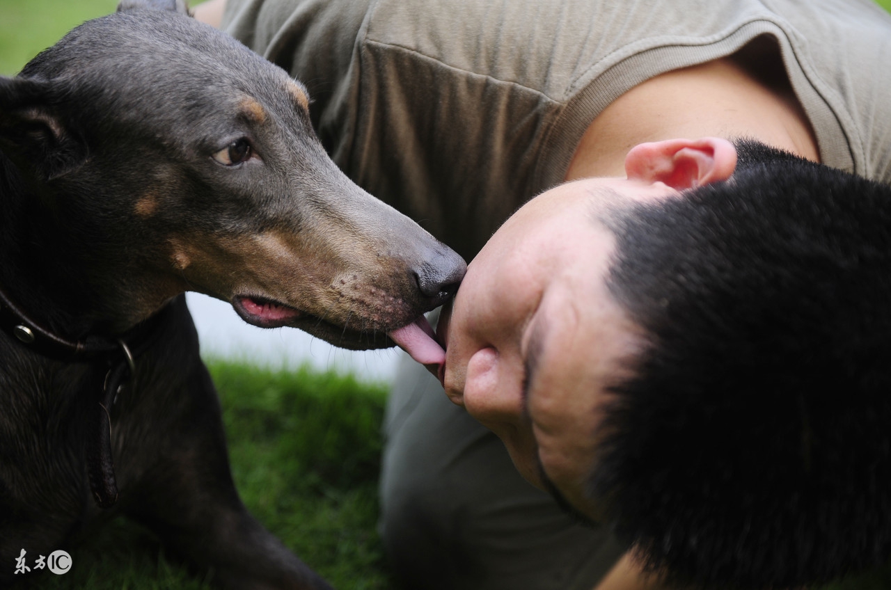 德国名犬杜宾的名字大全,世界名犬阿富汗贵族犬
