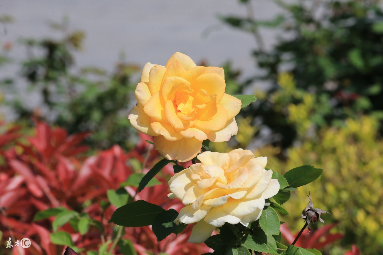 牙痛误食曼陀罗送医院急救洗胃水仙含羞草这些花是“毒美人”