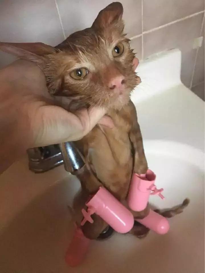 猫咪能用人的沐浴露给猫咪洗澡,猫帮猫咪洗澡