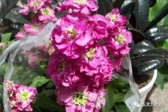 正宗的紫罗兰什么样,如何客观看待紫罗兰