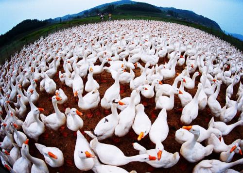 绝地求生有官服吗,绝地求生下半年爆料