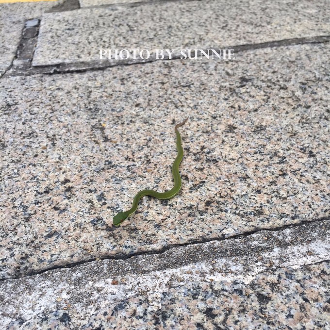 北纬十八度之三亚,北纬18度的旅行三亚游记