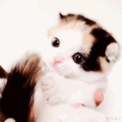 男子路过公园被流浪猫一见钟情，万万没想到，散步都能捡个主子