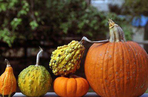 冬天减肥吃哪些食物瘦得快,冬季怎么减肥最快最有效