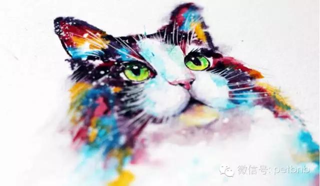 养一只吃货猫是怎样的体验,养一只贪吃的猫是什么感觉