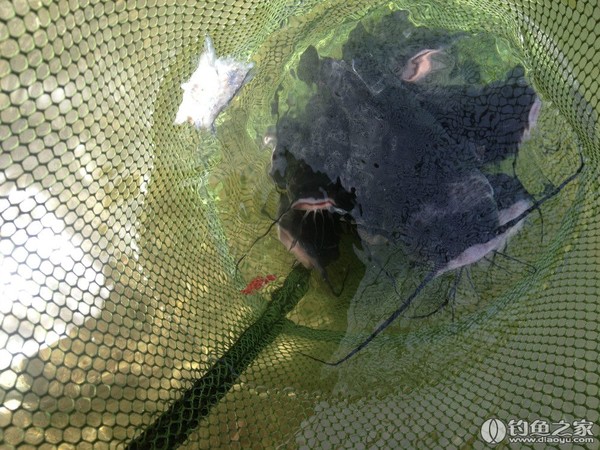 探钓野生鱼视频,探钓野生水库