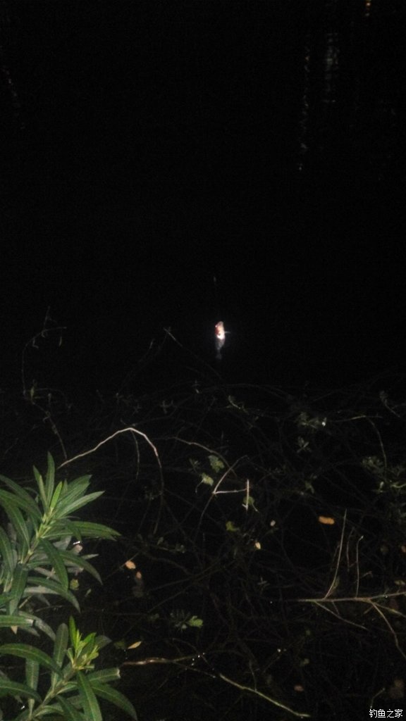 锦鲤迎春鱼跃龙门,锦鲤观赏鱼鸿运当头