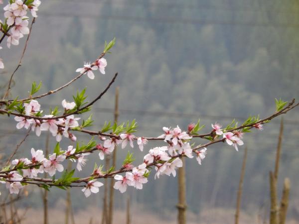 漫游武夷山之自驾游,漫游武夷记