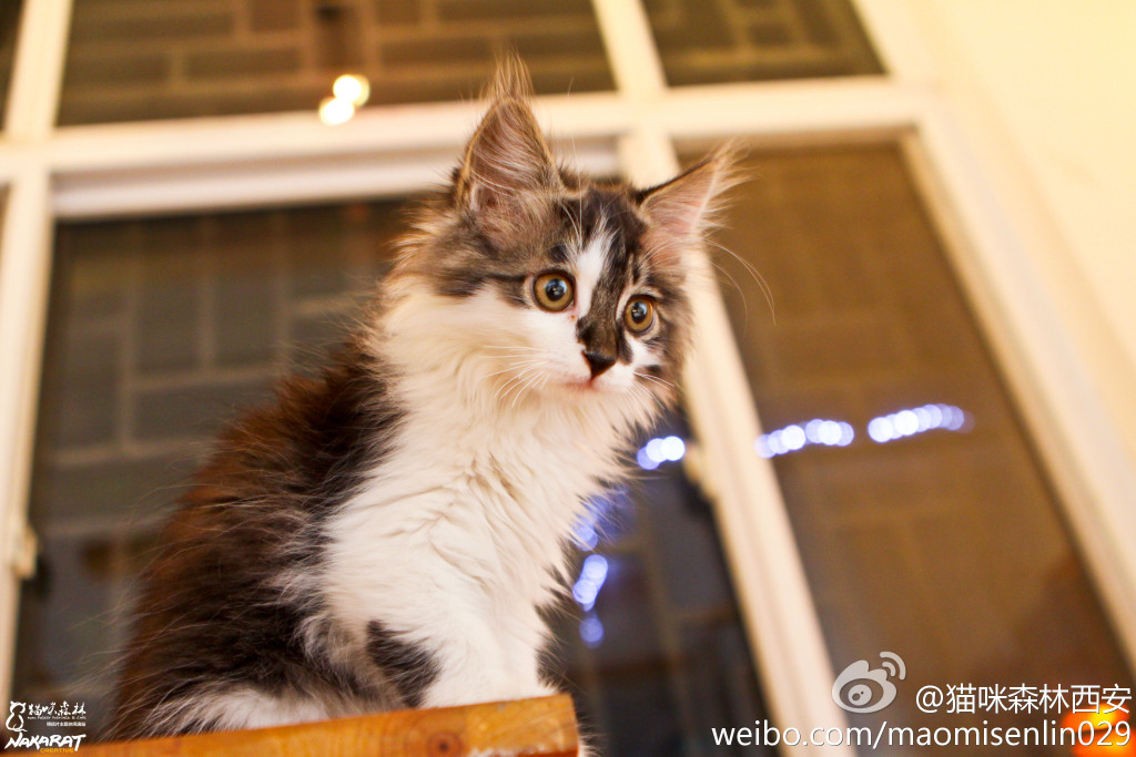 西安还有这么一个地方可以让你被猫咪围绕,享受当铲屎官的感觉