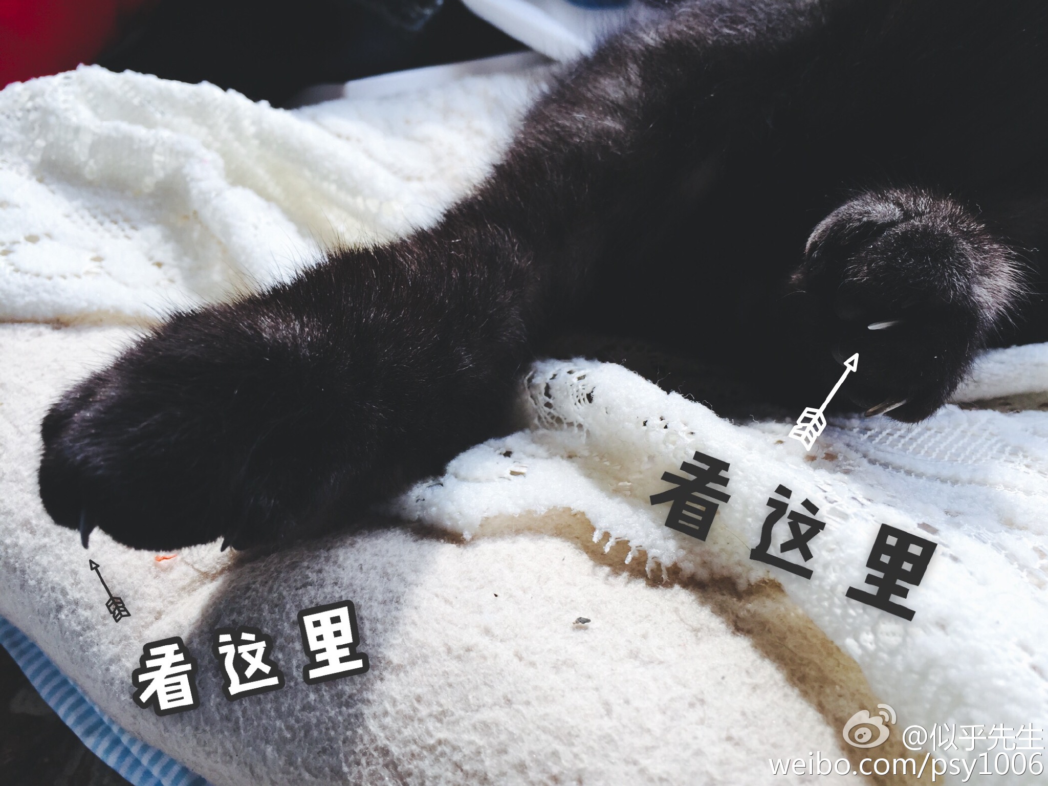 鎶樿姳鏈垫姌铦磋澏,鎶樿姳