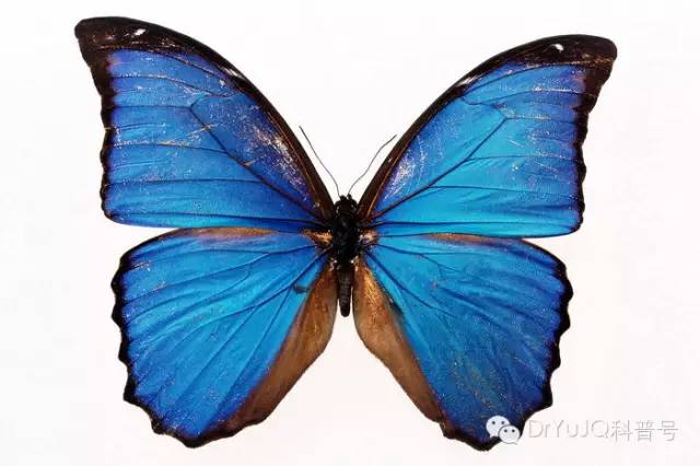 风湿免疫疾病吃中药有用吗,什么是风湿