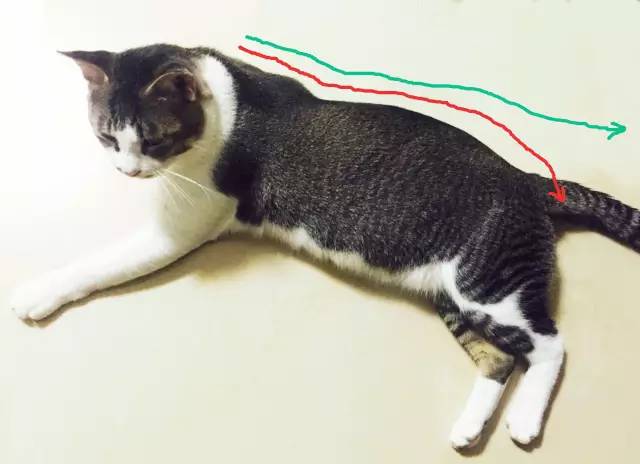 到处都是猫毛|到底什么猫毛梳最好用?