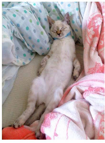 男子路过公园被流浪猫一见钟情，万万没想到，散步都能捡个主子