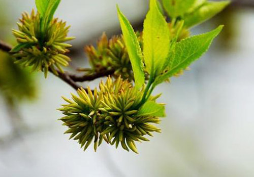杜仲治肾虚腰痛还是损伤腰痛,杜仲补肾治腰疼要和什么搭配好