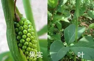 天津人可以吃的各种野菜图谱,天津吃货必须去的小吃