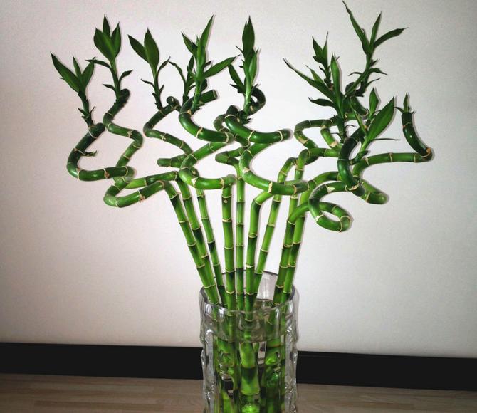 转运竹的养法与注意事项,转运竹怎么养殖视频