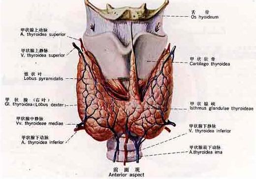 甲状腺癌治疗：关于131碘治疗要了解什么？
