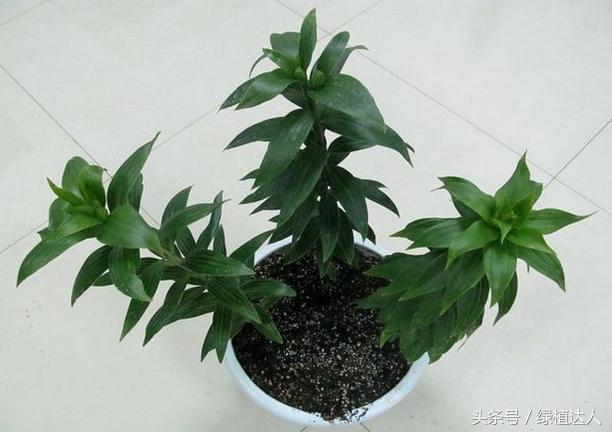 盆栽百合花怎么快速生长,怎样养盆栽花卉百合花花期长