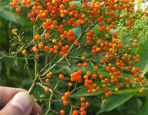 农村地里治风湿的野草图片及功效,治风湿最好的一种草