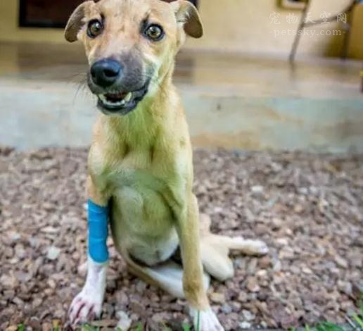 宠物弓形虫怎么传染给孕妇,孕妇得了弓形虫一定会感染胎儿吗