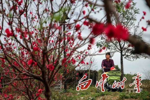 白云有几个村分别叫什么,白云有多少个村