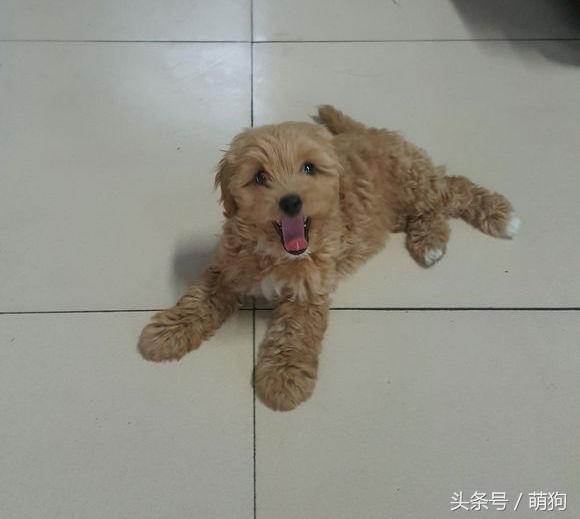 泰迪和金毛的混血小狗,金毛与泰迪混血的小狗