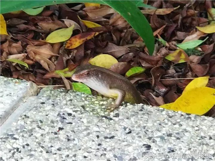 鍛煎拰娴╃壒鍒版櫘鍚夊矝,鍒锋垜婊村崱娉板浗鍘熺増