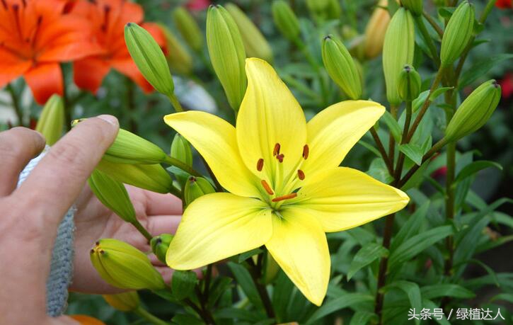 盆栽百合花怎么快速生长,怎样养盆栽花卉百合花花期长