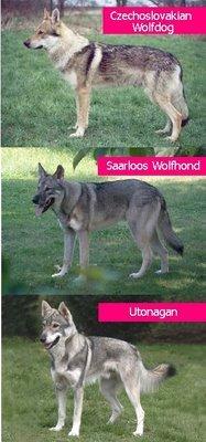 如何挑选一只纯双血统的德牧讲解,德牧血统信息查询