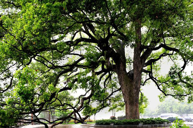 各种木材家具的优缺点,尤加利木材家具优缺点