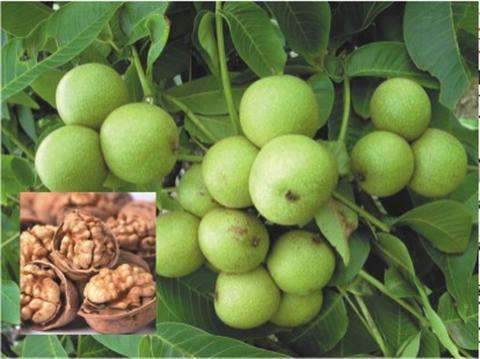 陕西黄龙县核桃之乡,中国千年古县核桃之乡