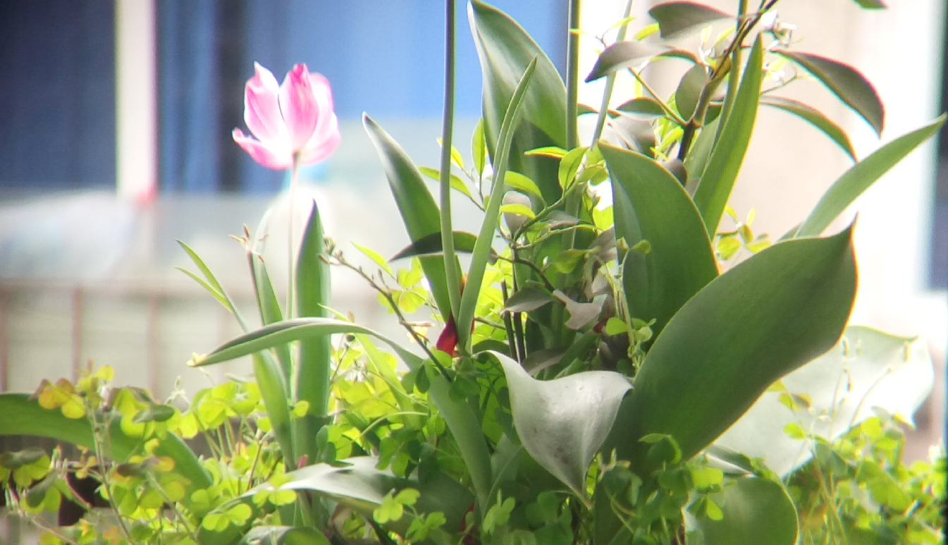 舜光12倍迷你单筒望远镜,舜光ed12x42双筒望远镜