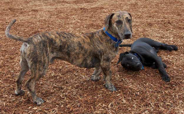 超级可爱的腊肠犬图,超级可爱的混血狗狗
