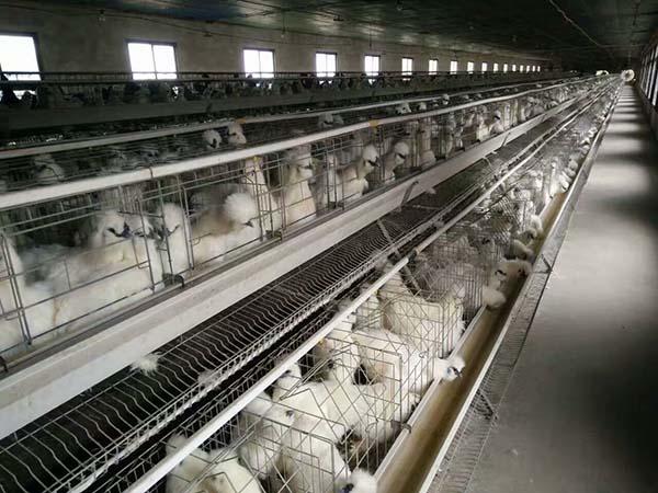 乌鸡怎么养才不生病,保护乌鸡的最好方法