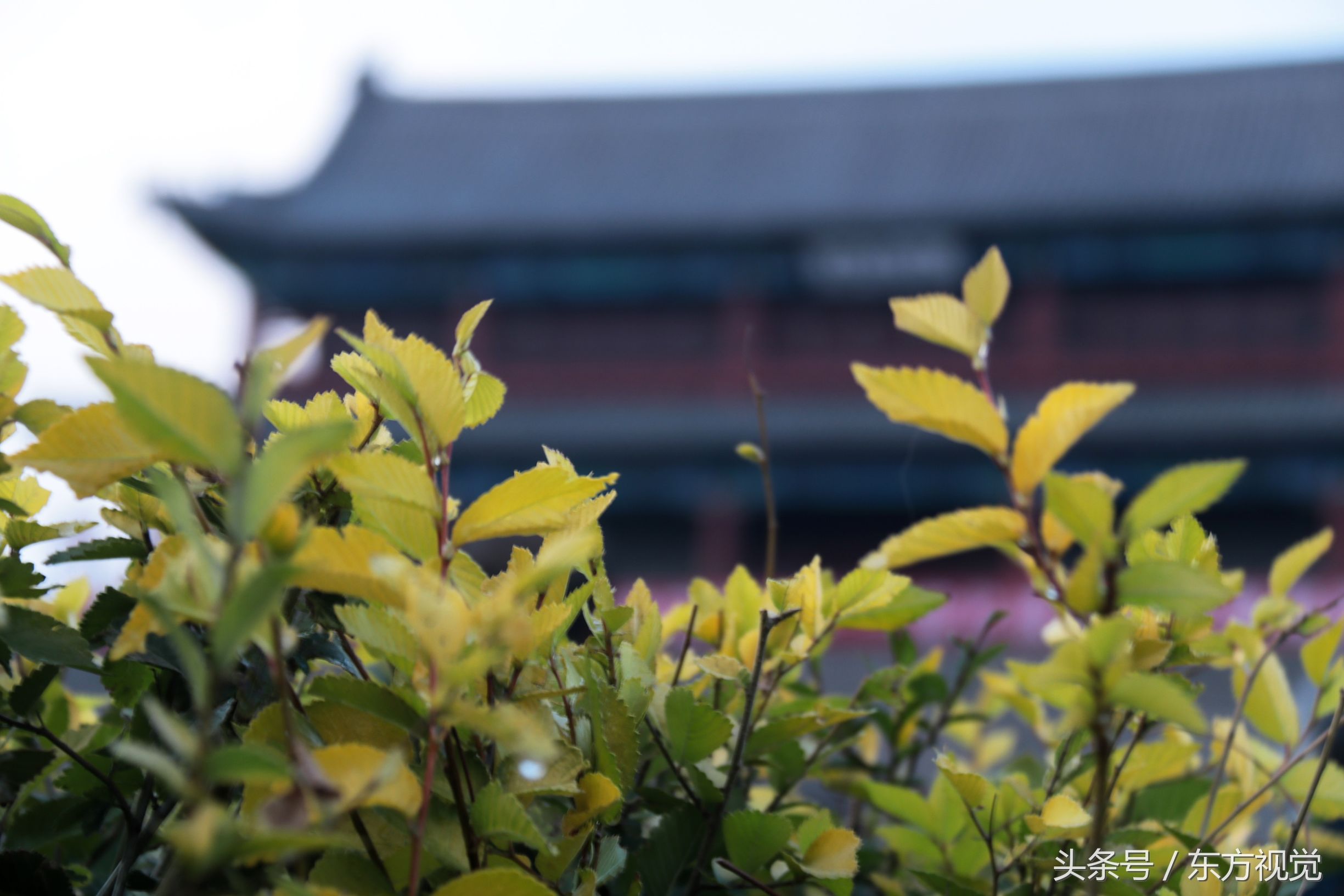 二十四节气寒露的介绍,寒露节气知识