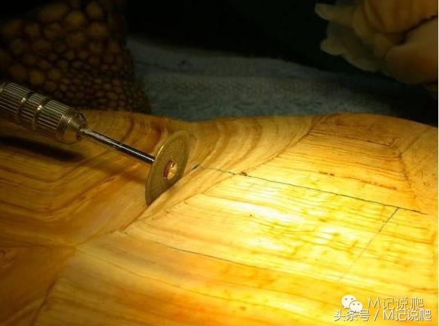 苏卡达陆龟乌龟卡脖子,苏卡达陆龟下颚裂开