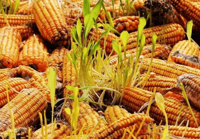 玉米晒半干下雨淋湿现在盖可以吗,玉米用雨布遮上还用拿吗