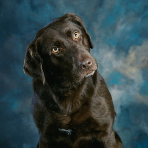 狗狗歪头的解释,狗狗歪头什么预兆