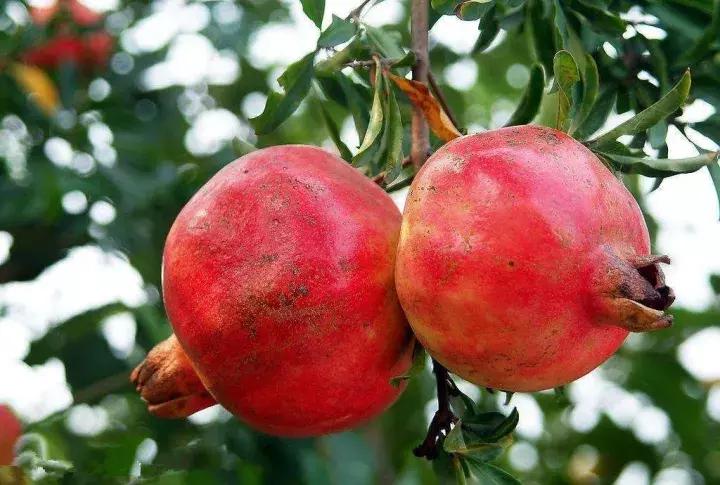 大家好，今天给大家介绍一下，这是风物君特别爱吃的——石榴