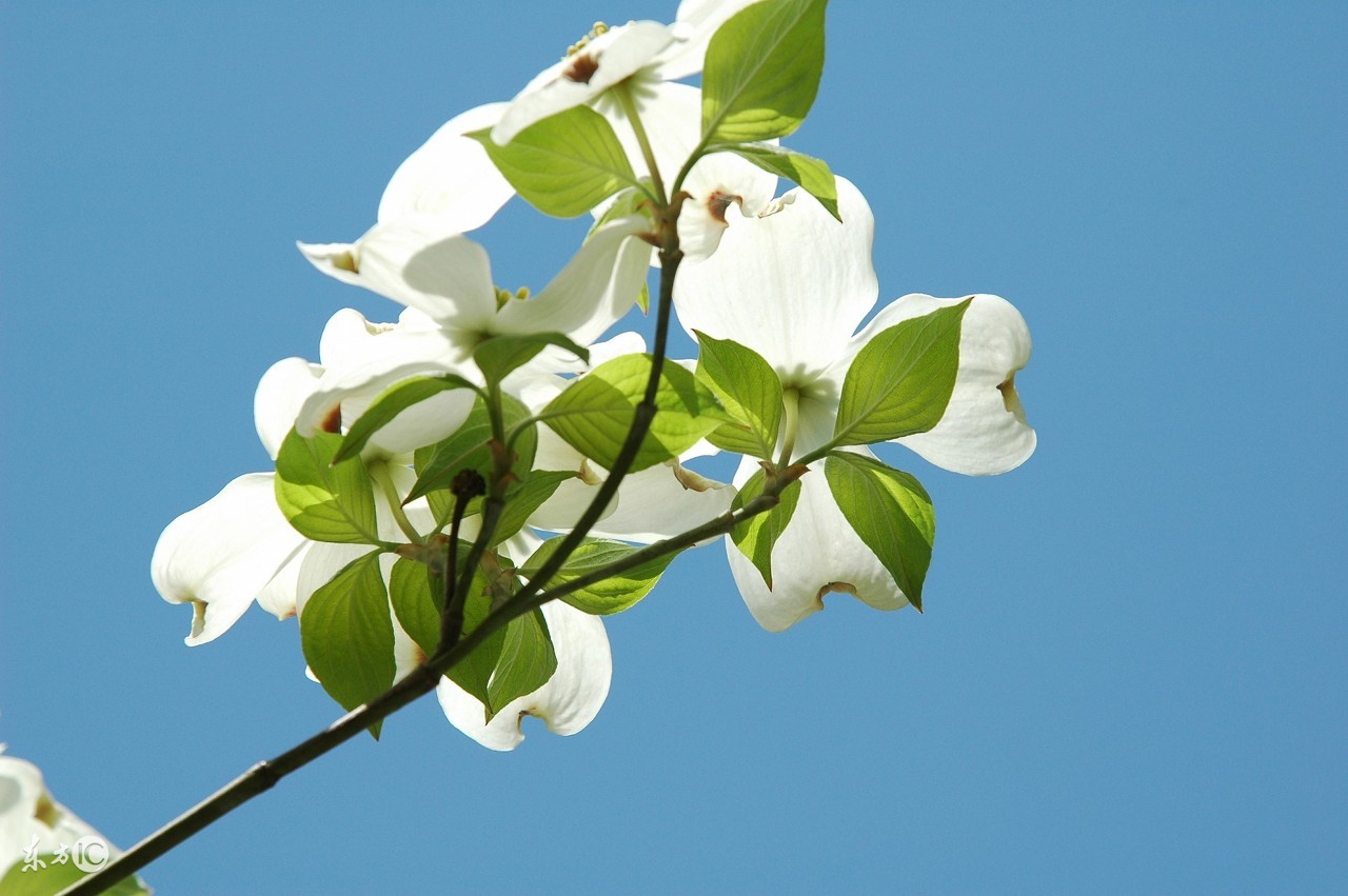 痛风患者饮食疗法,痛风健康调养食谱