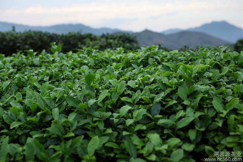 铁观音茶叶功效,降脂茶叶的功效