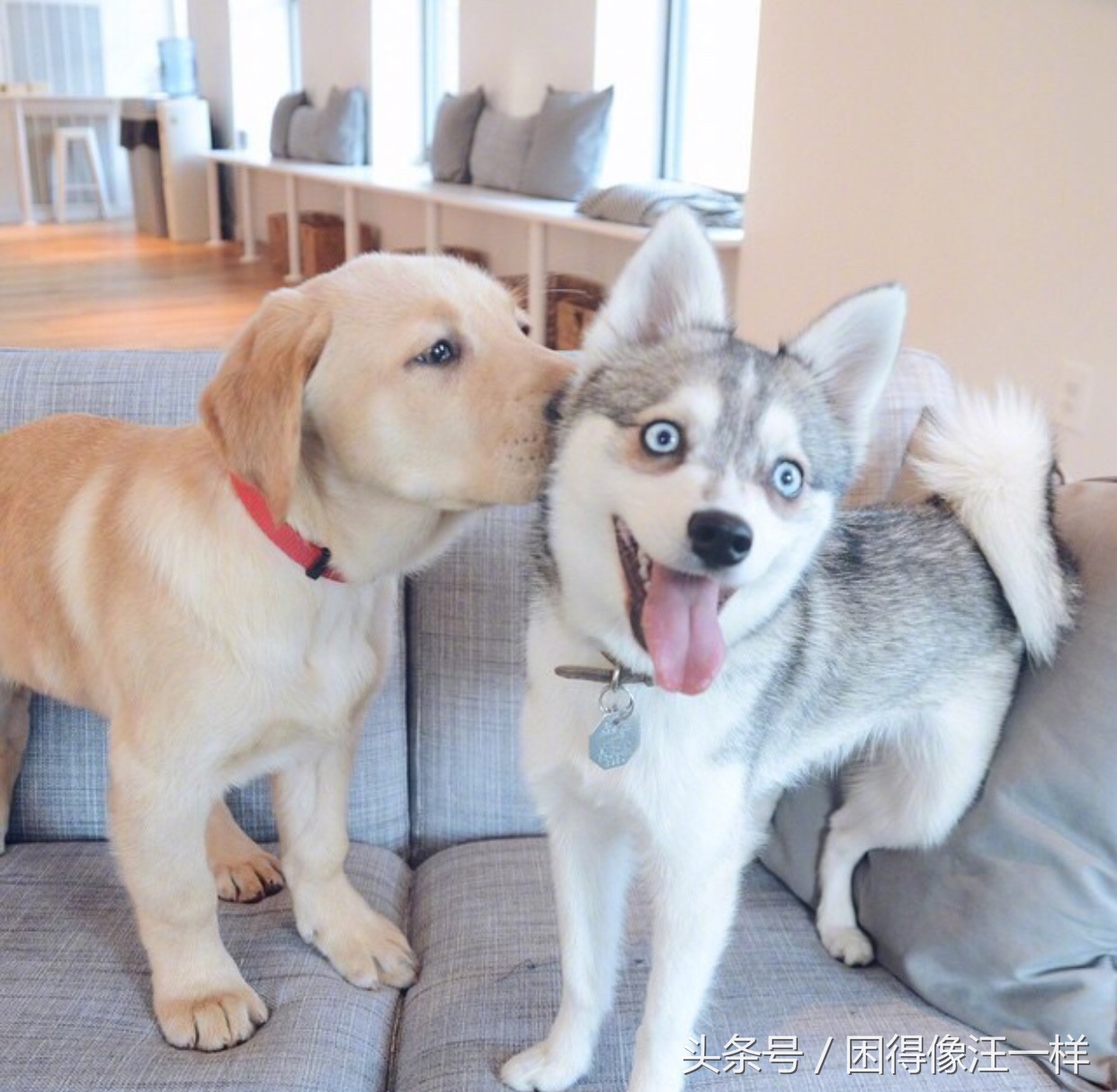 洗澡的时候狗狗浑身是血，居然是寄生虫作怪