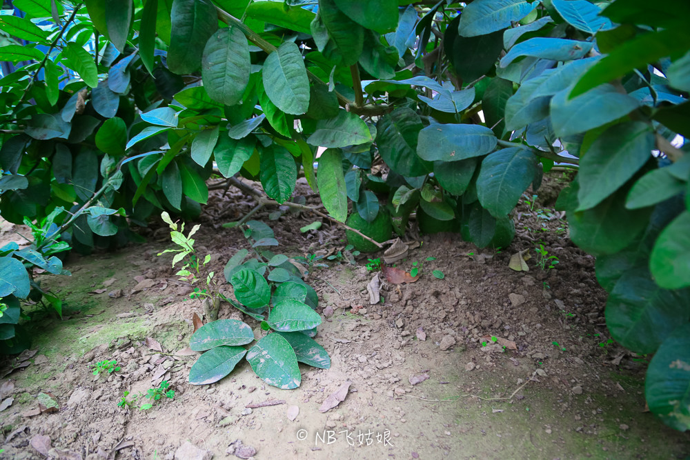 南通滨江公园亲子游,南通洲际绿博园有什么好玩的