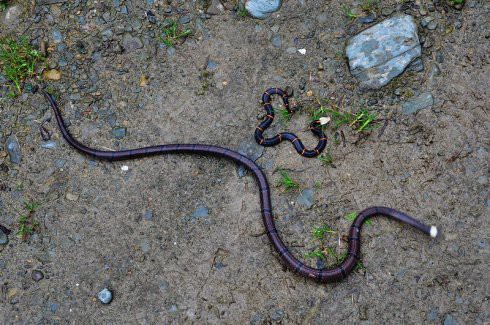 喜马拉雅白头蛇,喜马拉雅白头蝰是多少级