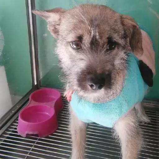 「3月上海领养」给流浪的它们一个温暖的家！