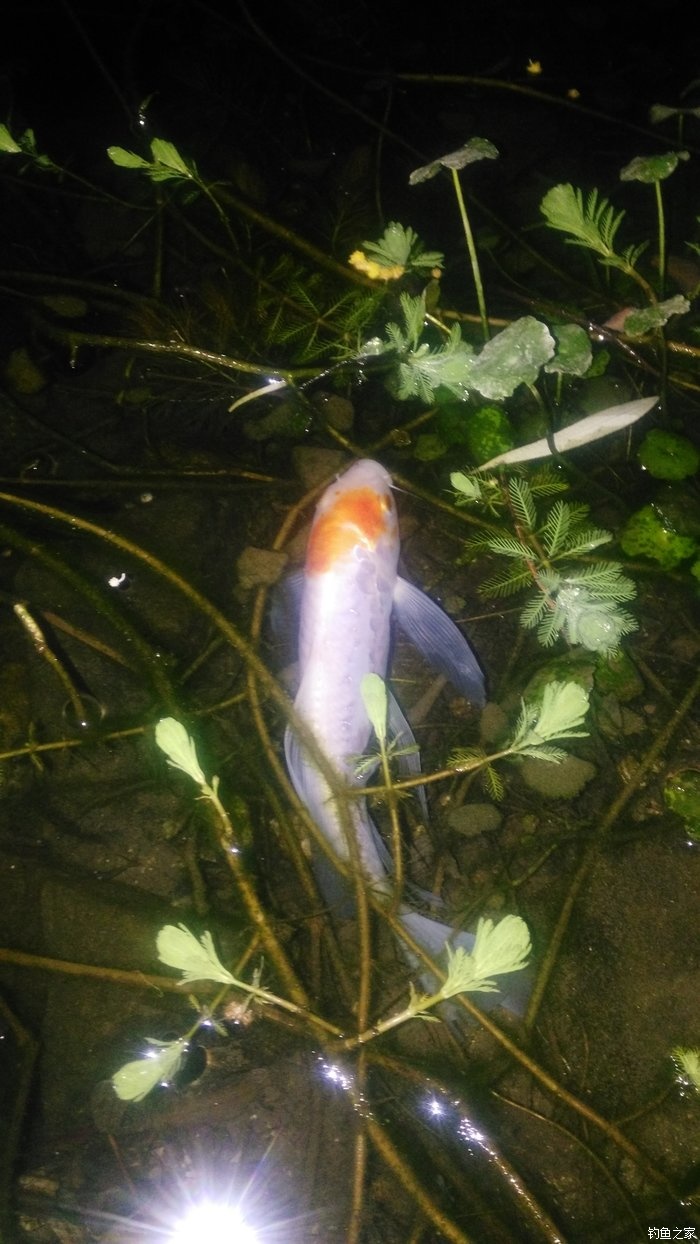 锦鲤迎春鱼跃龙门,锦鲤观赏鱼鸿运当头