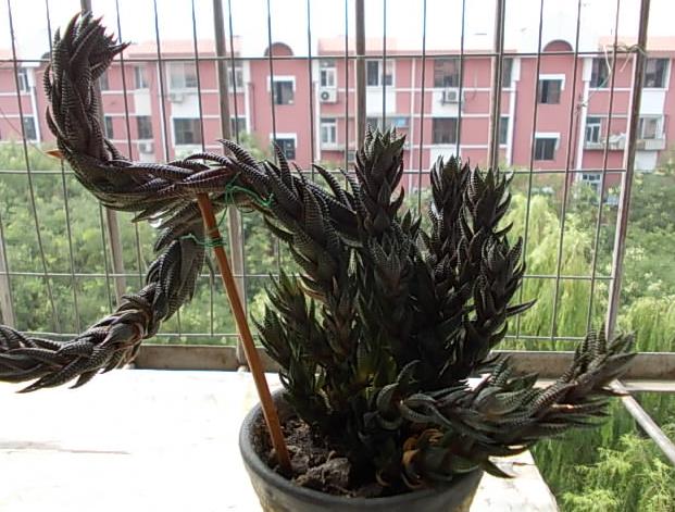 鑺卞尃澶氳倝,鑺卞尃绮惧搧澶氳倝